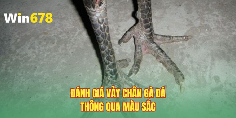Đánh giá bộ giáp chân gà đá thông qua màu sắc