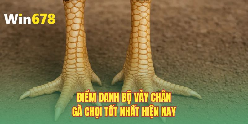 Điểm danh bộ vảy chân gà chọi tốt nhất hiện nay