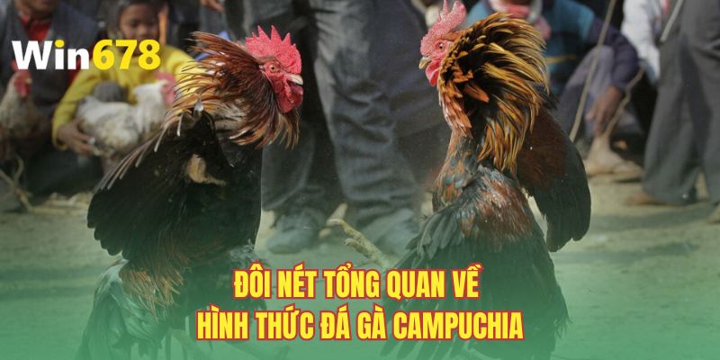 Đôi nét tổng quan về hình thức đá gà Campuchia